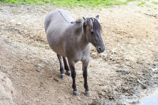 R&uuml;ckz&uuml;chtung: Das Tarpan-Pferd