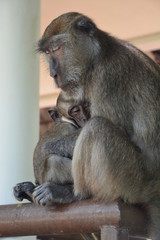 Maman Singe avec bébé Koh Lanta - Mummy monkey with baby Koh Lanta