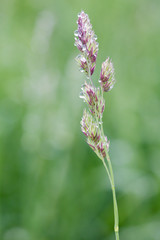 goutte sur épi dactyle