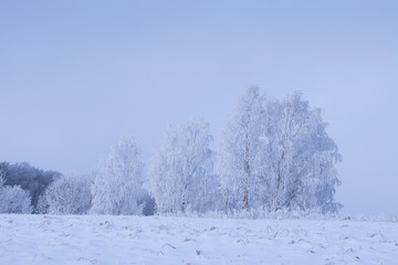Snowy trees in winter scene. Frosty nature landscape