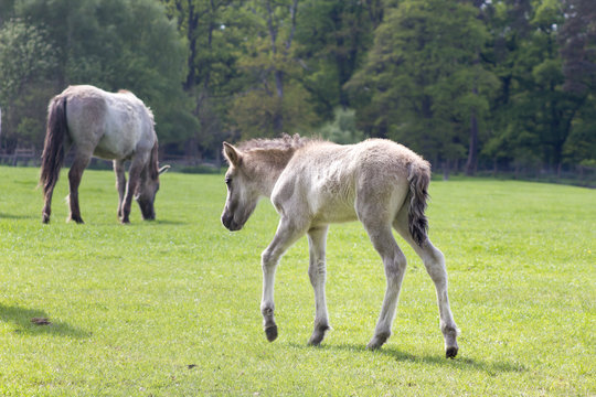 R&uuml;ckz&uuml;chtung: Das Tarpan-Pferd