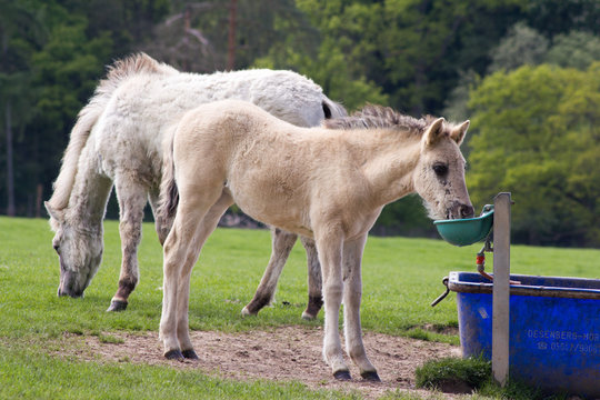 R&uuml;ckz&uuml;chtung: Das Tarpan-Pferd