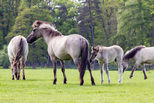 R&uuml;ckz&uuml;chtung: Das Tarpan-Pferd