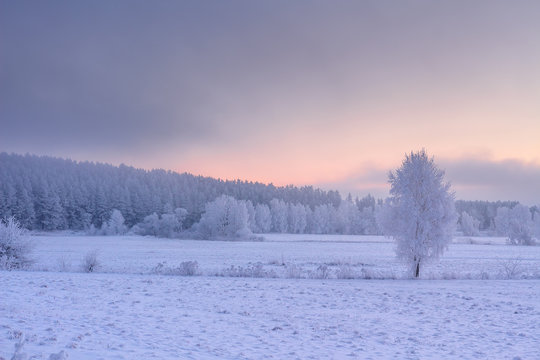 Winter nature on christmas holiday background.