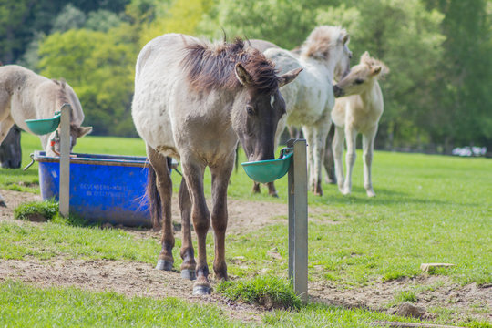 R&uuml;ckz&uuml;chtung: Das Tarpan-Pferd