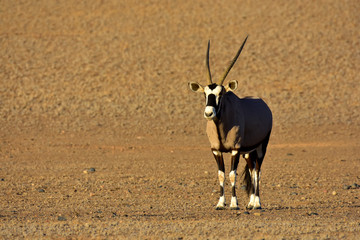 Oryxantilope in der Namib Wüste Namibia