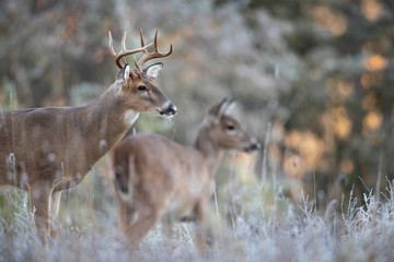 An alert buck whitetail deer with a doe in the background.