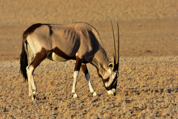 Oryxantilope beim Fressen in der Namib Wüste Namibia