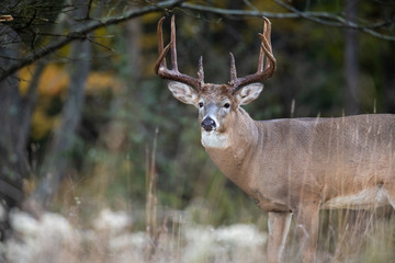 Naklejka na ściany i meble An alert whitetail deer buck with large antlers.