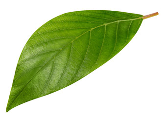 Fototapeta na wymiar green leaf isolated