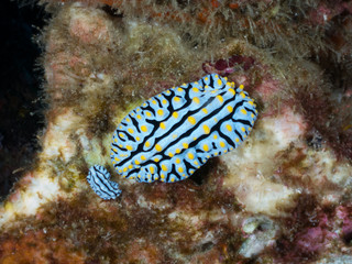 Nudibranchs in their habitat