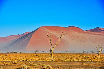 Baum vor Düne in der Namib Wüste Namibia
