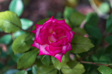 Pink rose on green natural background