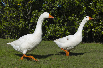 A Pair of White Geese Birds at Lake Pupuke, Auckland New Zealand