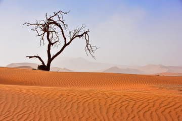 Fototapeta na wymiar Einsamer Baum in der Namib Wüste Namibia