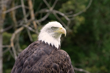 Beautiful Bald Eagle