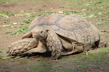 Giant tortoise in captivity. Tortoises have been known to lie over 100 years.