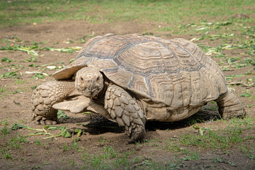 Obraz premium Giant tortoise in captivity. Tortoises have been known to lie over 100 years.