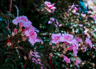 Obraz premium Pink flowers on green natural background
