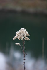 Plant in front of dark green water of the river Isar in Munich in autumn 4756