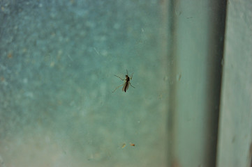 mosquito on glass
