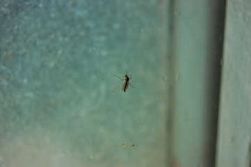 mosquito on glass