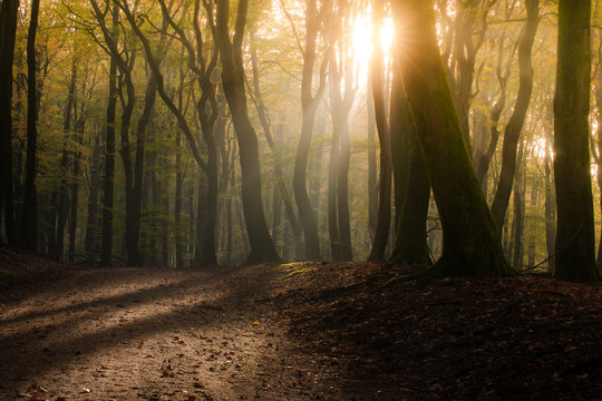 The most beautiful autumn forest in the Netherlands with mystical and mysterious views and atmospheric sunrises in the early misty mornings.