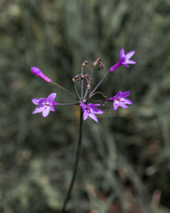 Fototapeta premium Tiny purple flowers on green natural background