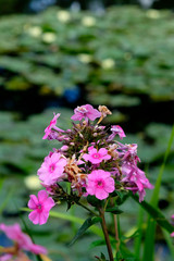 Naklejka premium Beautiful Garden of Giverny of Monet