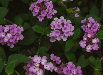 Tiny purple flowers on green natural background