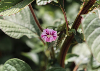 Violet tiny flower on green natural background
