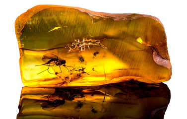 Amazing baltic amber with frozen in this piece a mosquito, isolated on white background. 