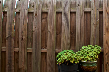 An old weathered and warped stockade privacy fence fills the image with two green potted patchouli plants in the bottom right corner.