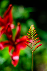 Beautiful Garden of Giverny of Monet