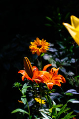 Beautiful Garden of Giverny of Monet
