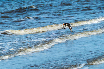 Fliegender Austernfischer Wattenmeer