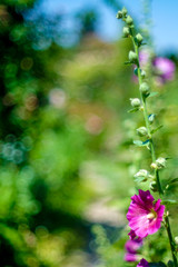 Beautiful Garden of Giverny of Monet