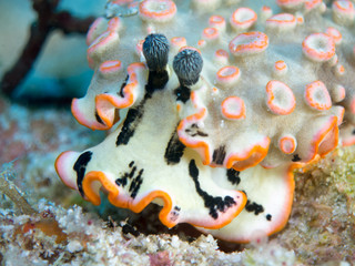 Nudibranchs in their habitat