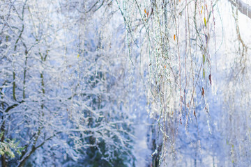 On the foreground, branches of willow tree are covered with ice. winter forest in the background