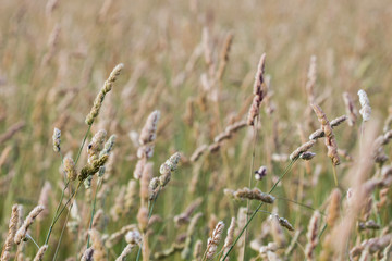 Fototapeta premium épi dactyle