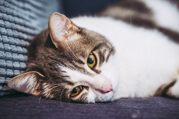 Chat tabby aux yeux jaunes