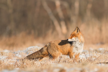 Mammals - European Red Fox (Vulpes vulpes) 