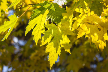 Autumn Leaves on a Branch