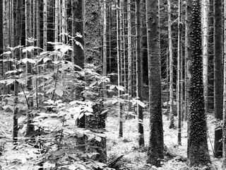 Fototapeta na wymiar arbres gelés