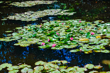 Beautiful Garden of Giverny of Monet
