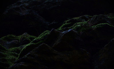 detail of the rock in dark forrest