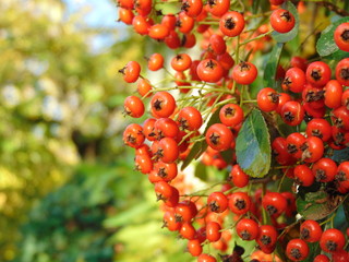 Fruits of scarlet firethor on bush, Pyracantha coccinea, ornamental shrub with orange berries for garden in November.