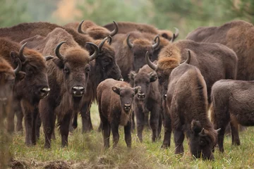 Fotobehang Europese bizon, bizon bonasus, Ralsko © prochym