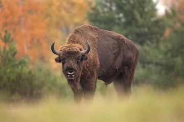 European bison, bison bonasus, Ralsko © prochym