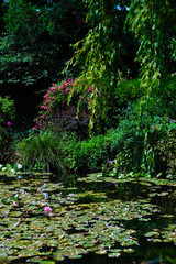 Obraz na płótnie Canvas Beautiful Garden of Giverny of Monet